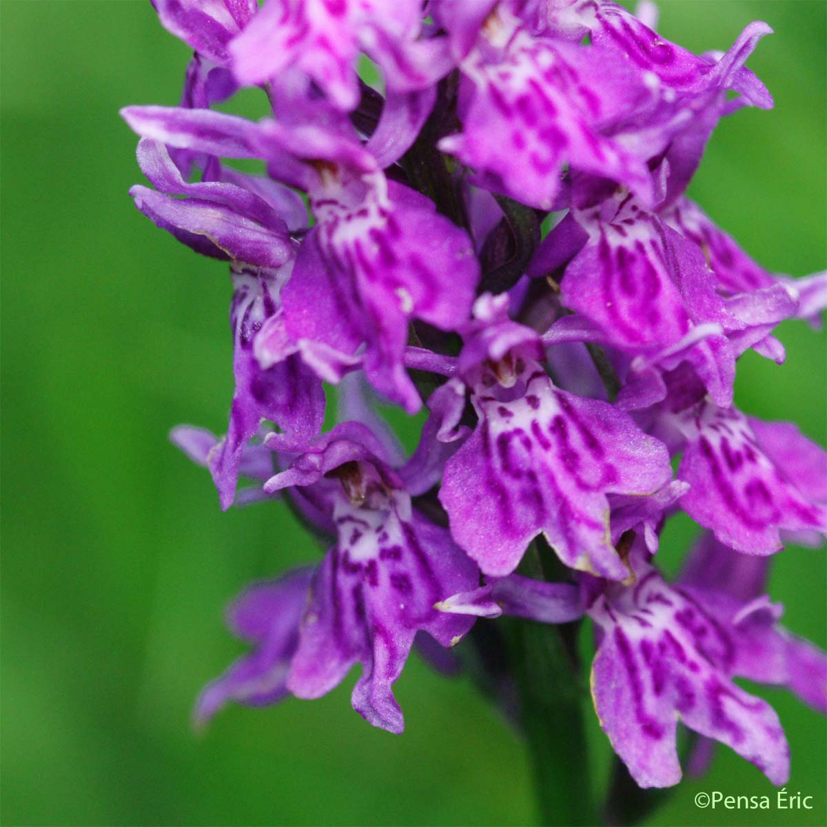 Dactylorhize de mai - Dactylorhiza majalis