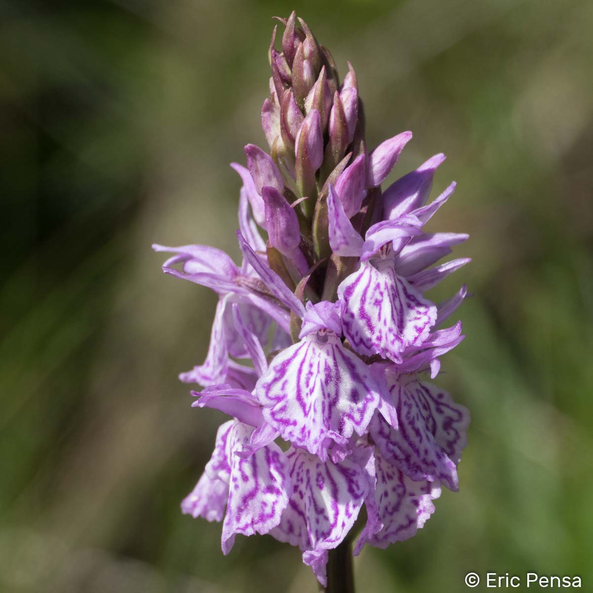 Dactylorhize tacheté - Dactylorhiza maculata