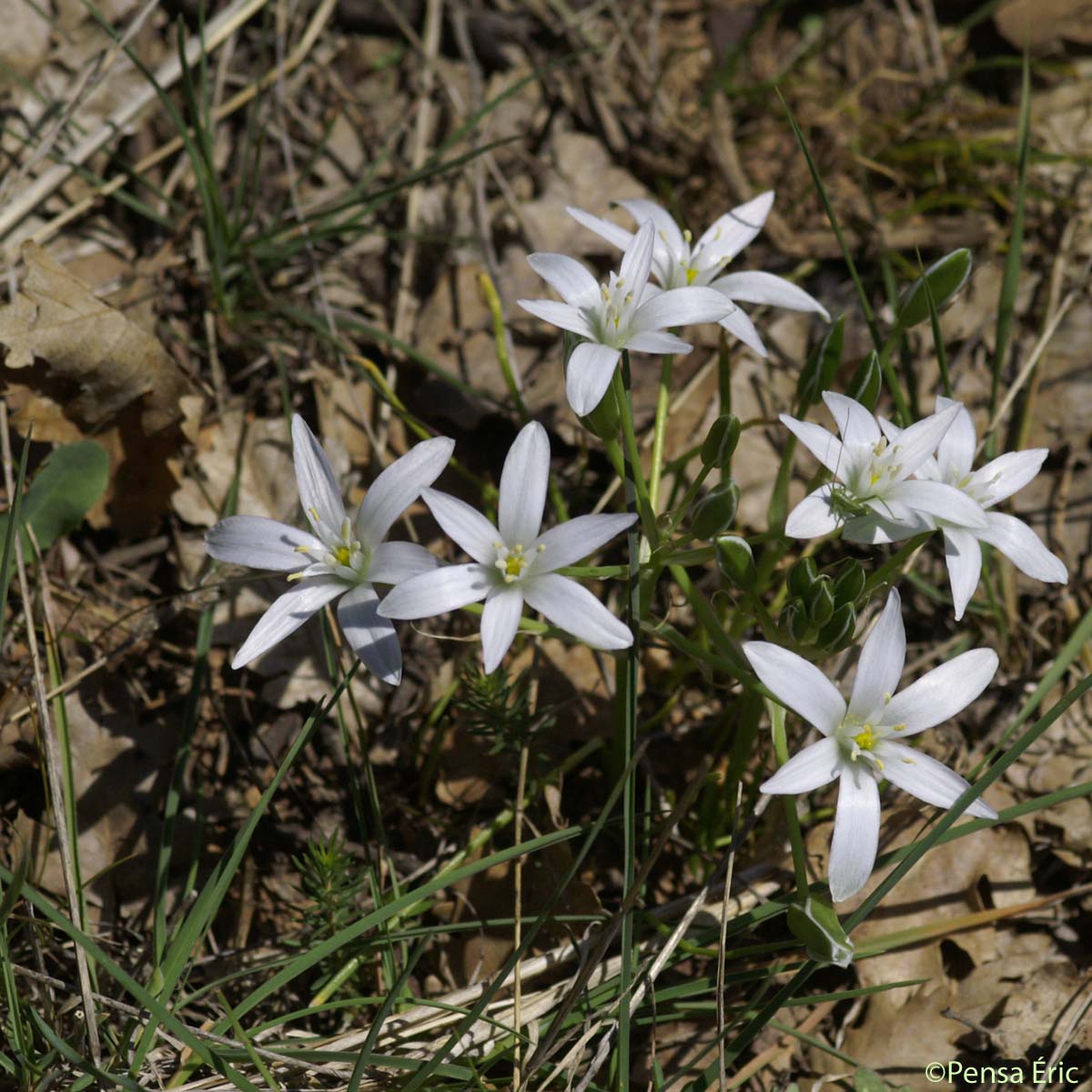 Dame-d'onze-heures - Ornithogalum umbellatum