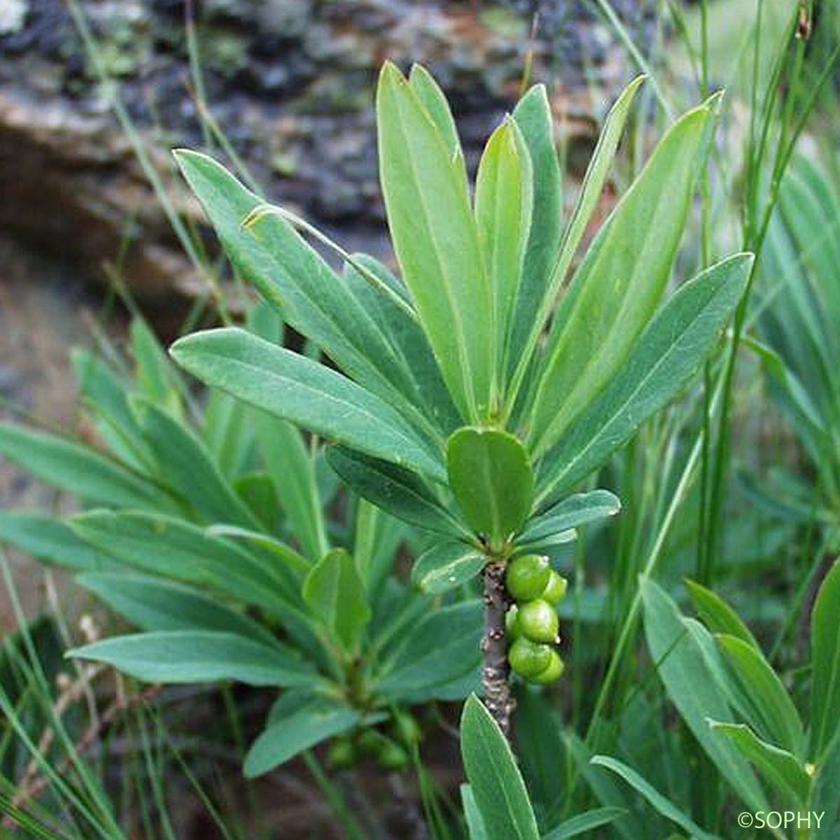 Daphné Bois-gentil - Daphne mezereum