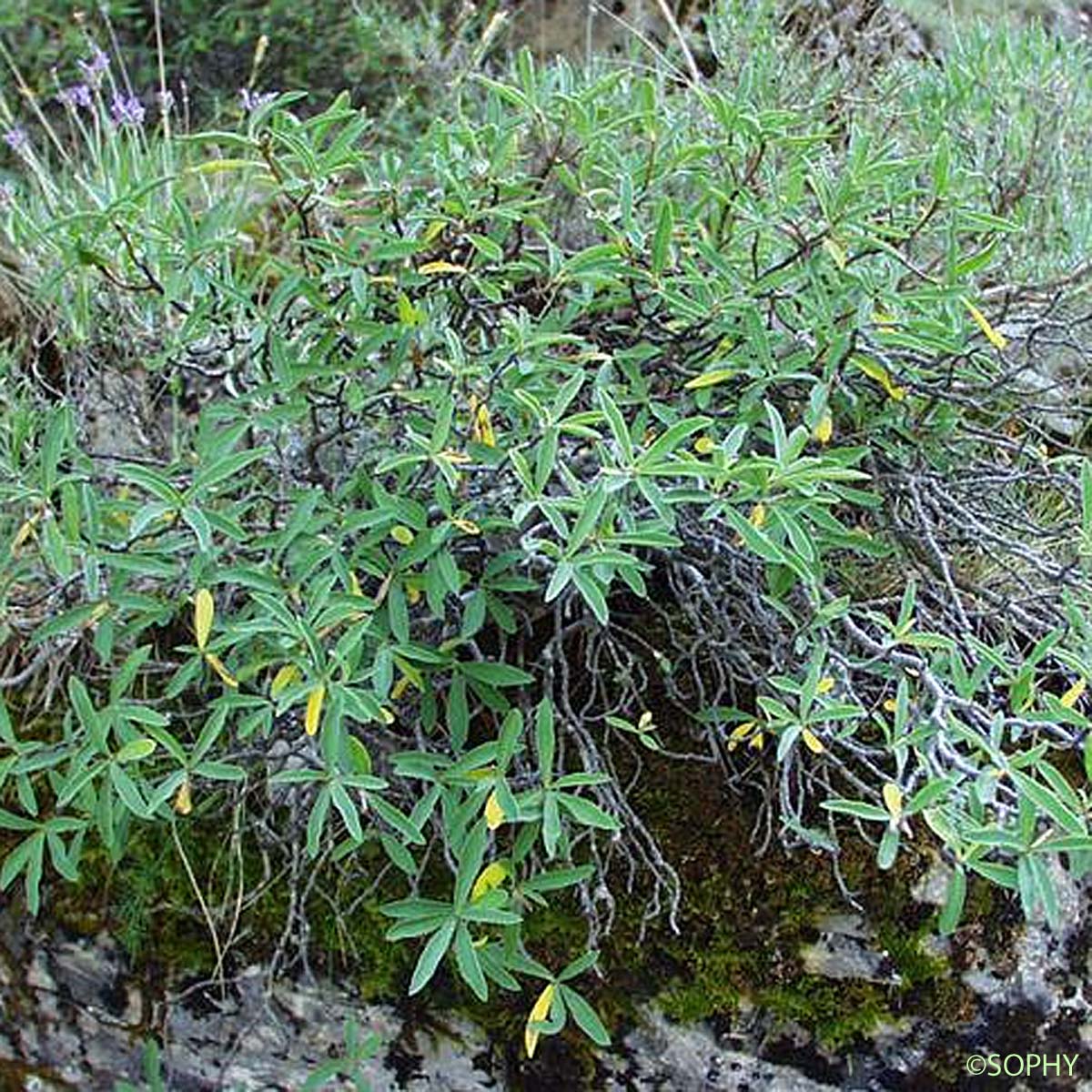 Daphné des Alpes - Daphne alpina