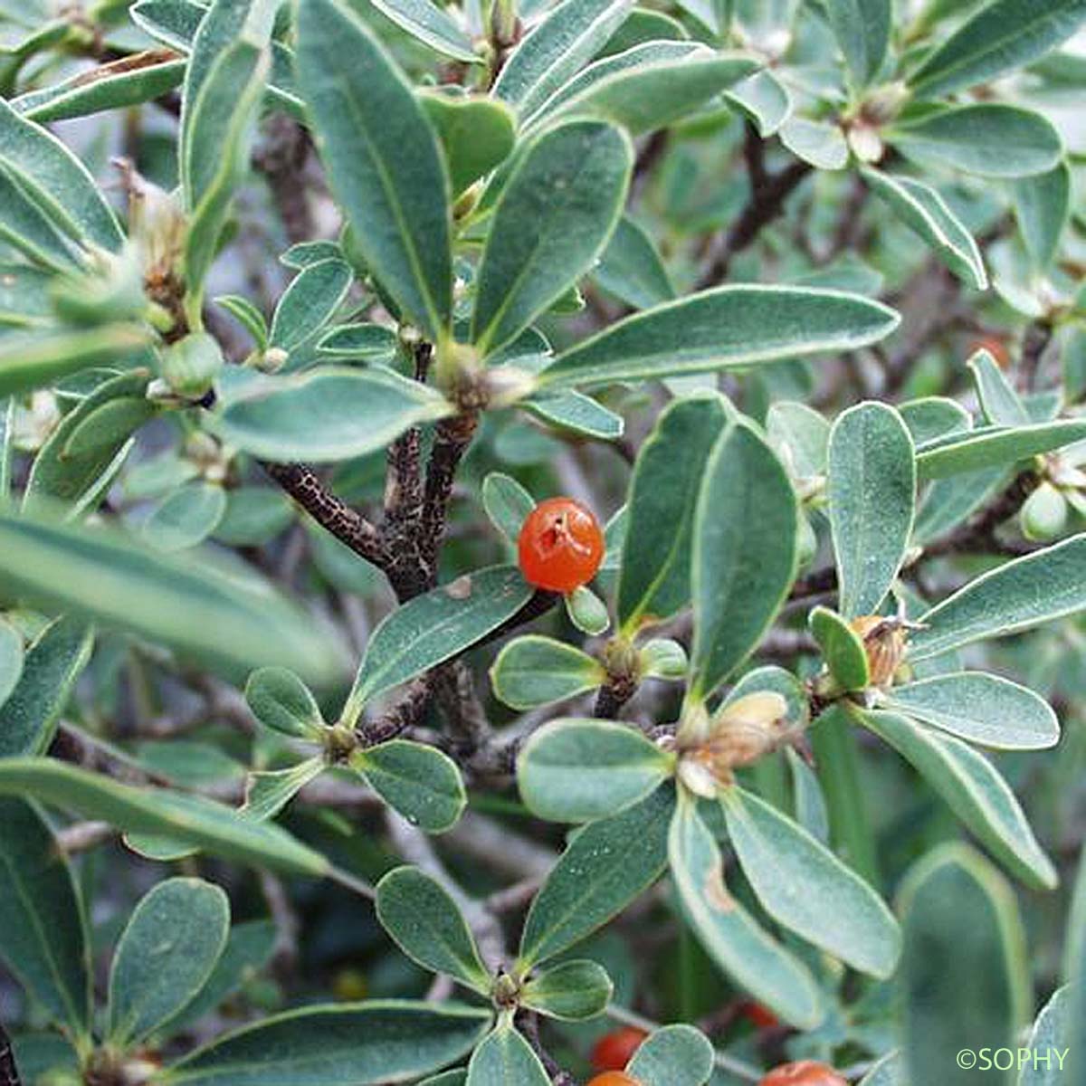 Daphné faux Olivier - Daphne oleoides subsp. oleoides