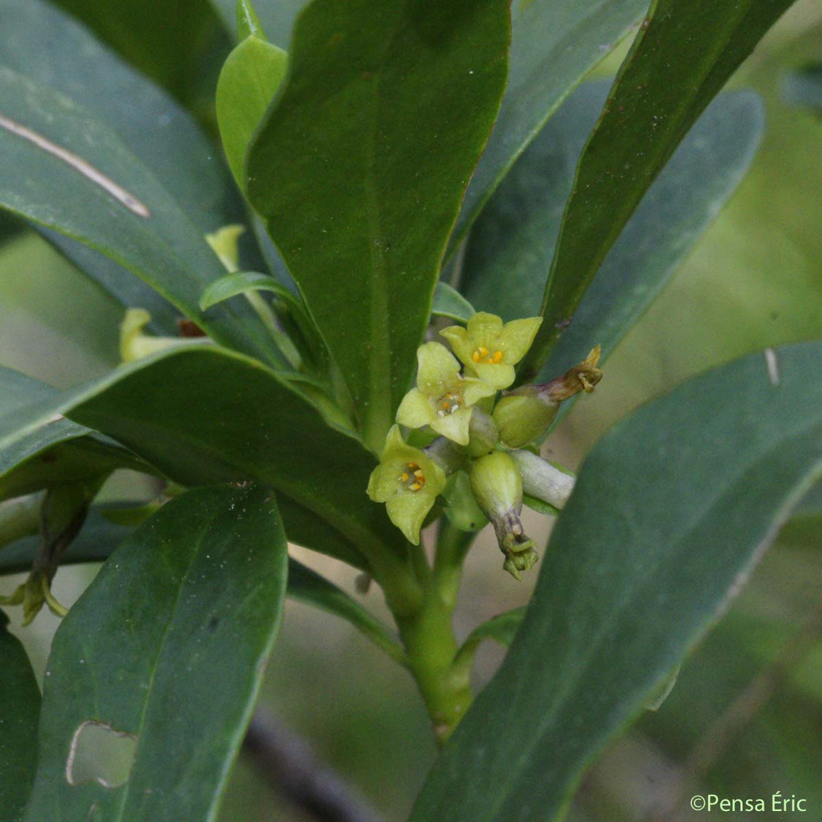 Daphné Lauréole - Daphne laureola