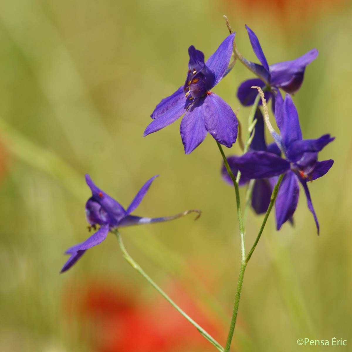 Dauphinelle consoude - Delphinium consolida subsp. consolida