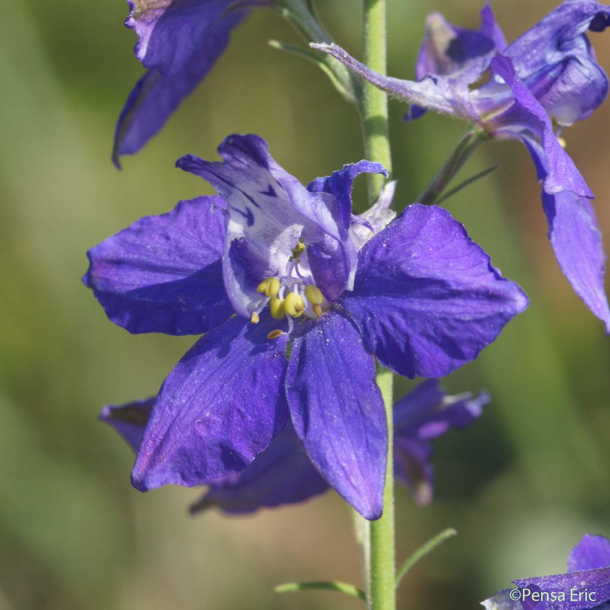 Dauphinelle cultivée - Delphinium ajacis