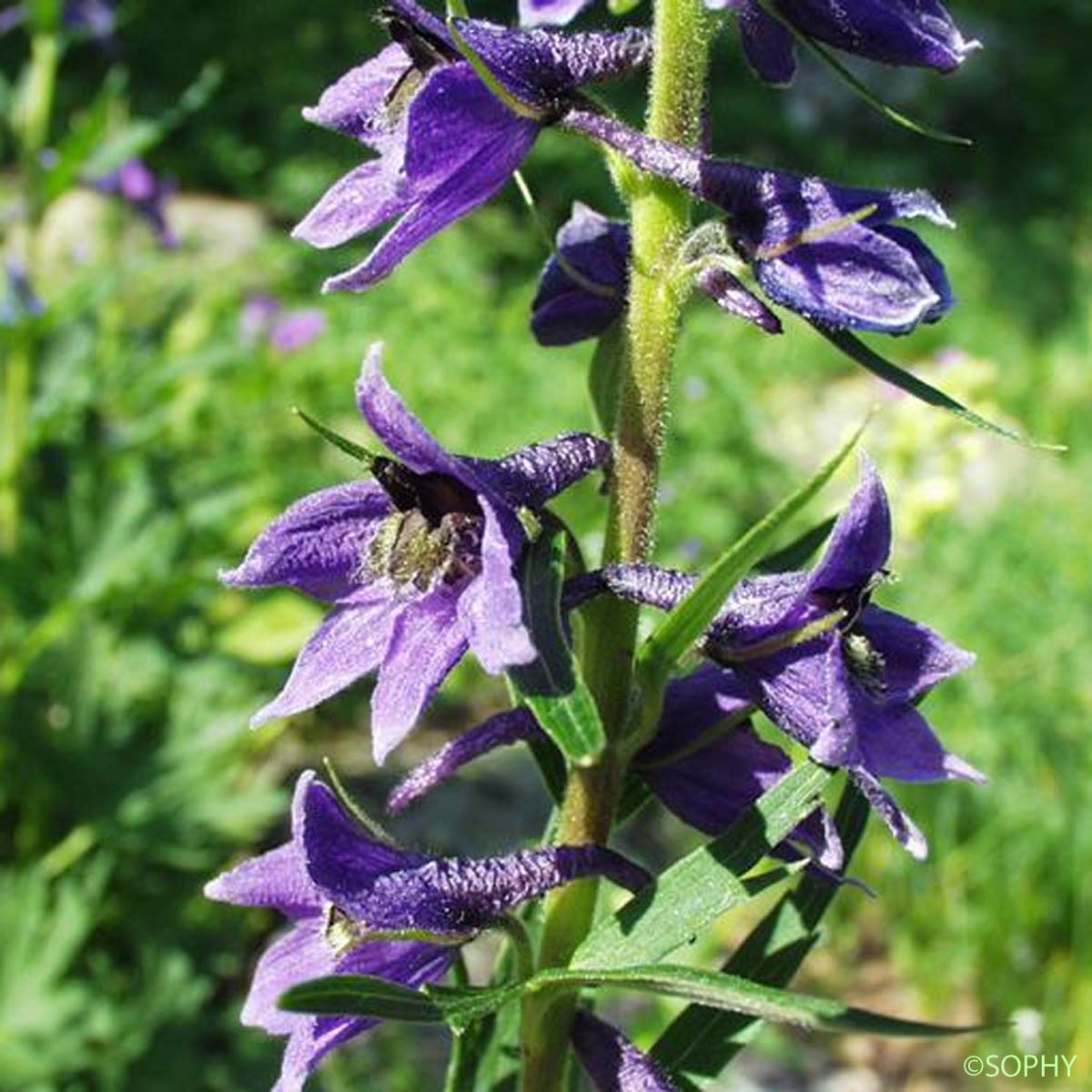 Dauphinelle de Suisse - Delphinium elatum subsp. helveticum