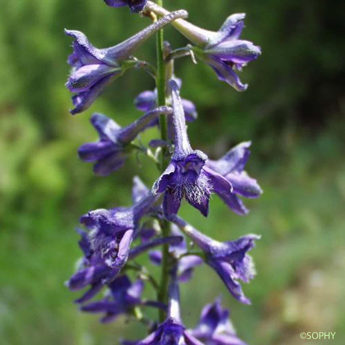 Dauphinelle fendue - Delphinium fissum subsp. fissum