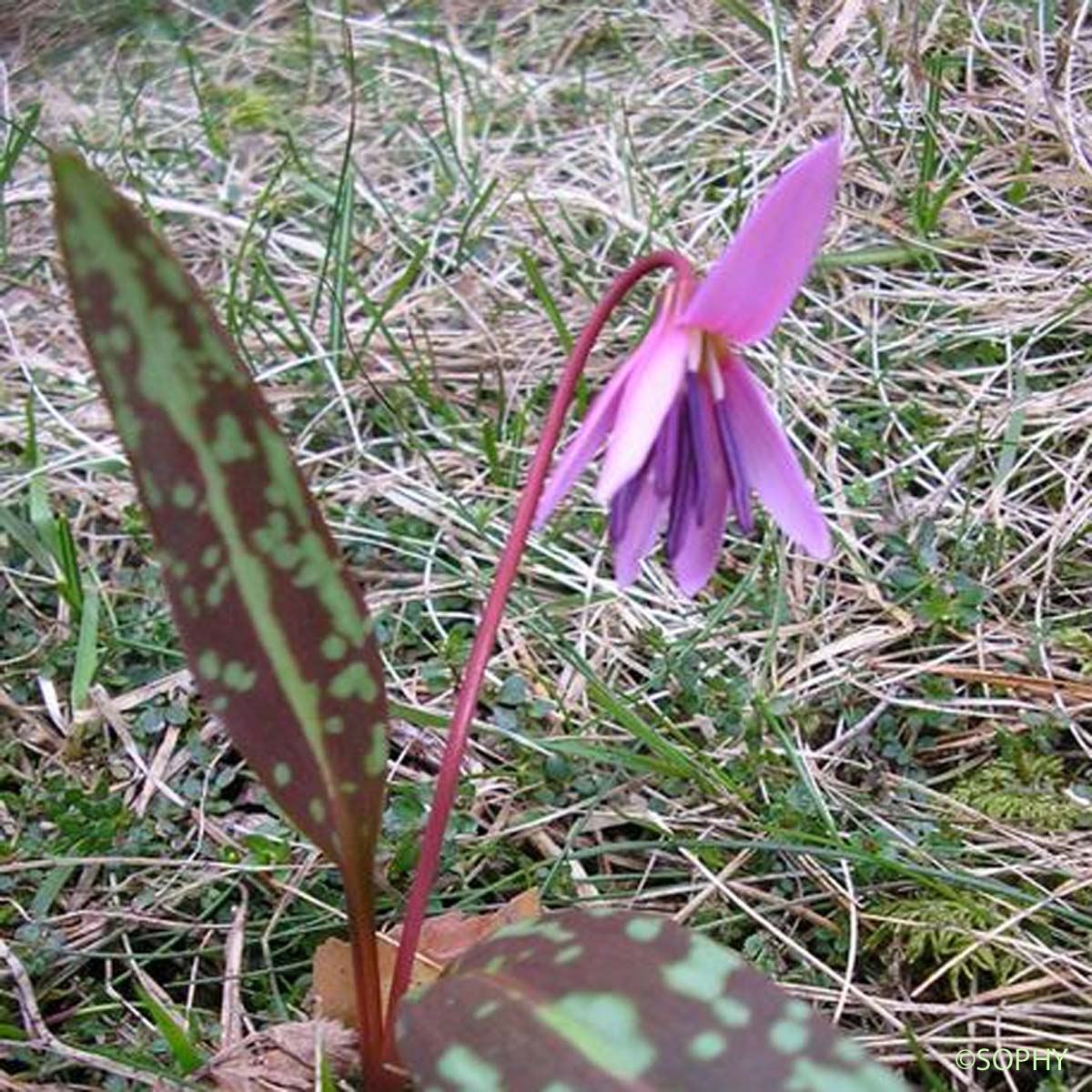 Dent-de-chien - Erythronium dens-canis