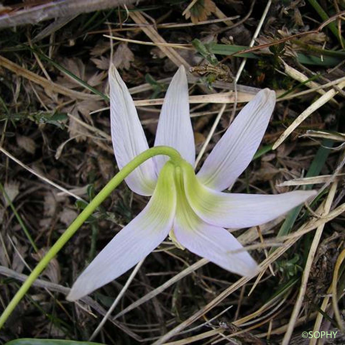 Dent-de-chien - Erythronium dens-canis