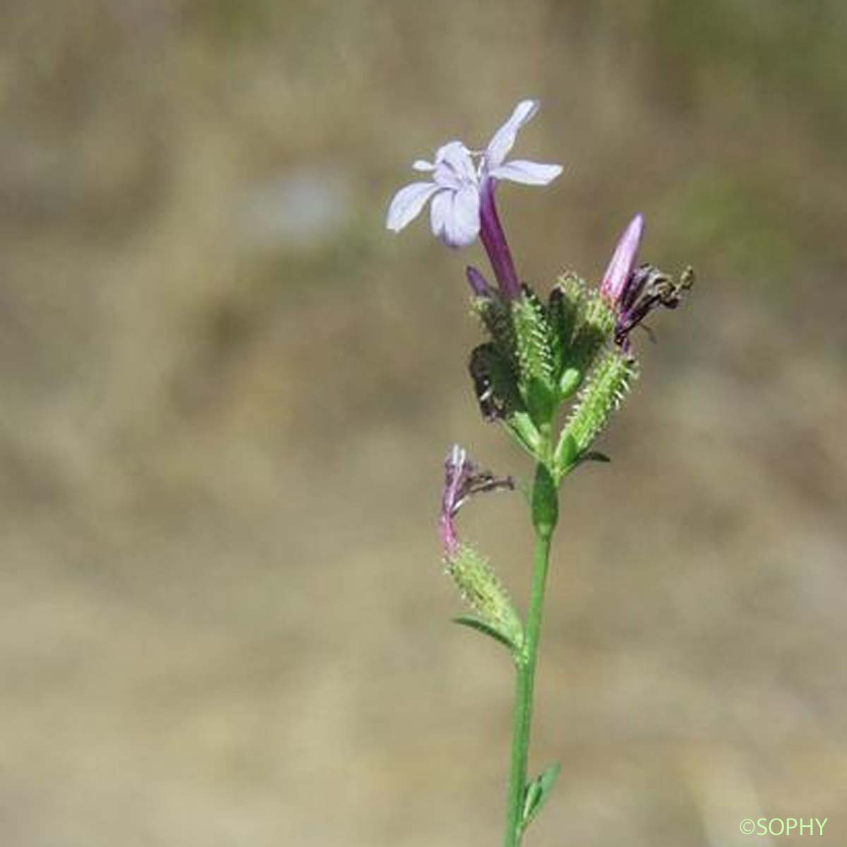 Dentelaire - Plumbago europaea