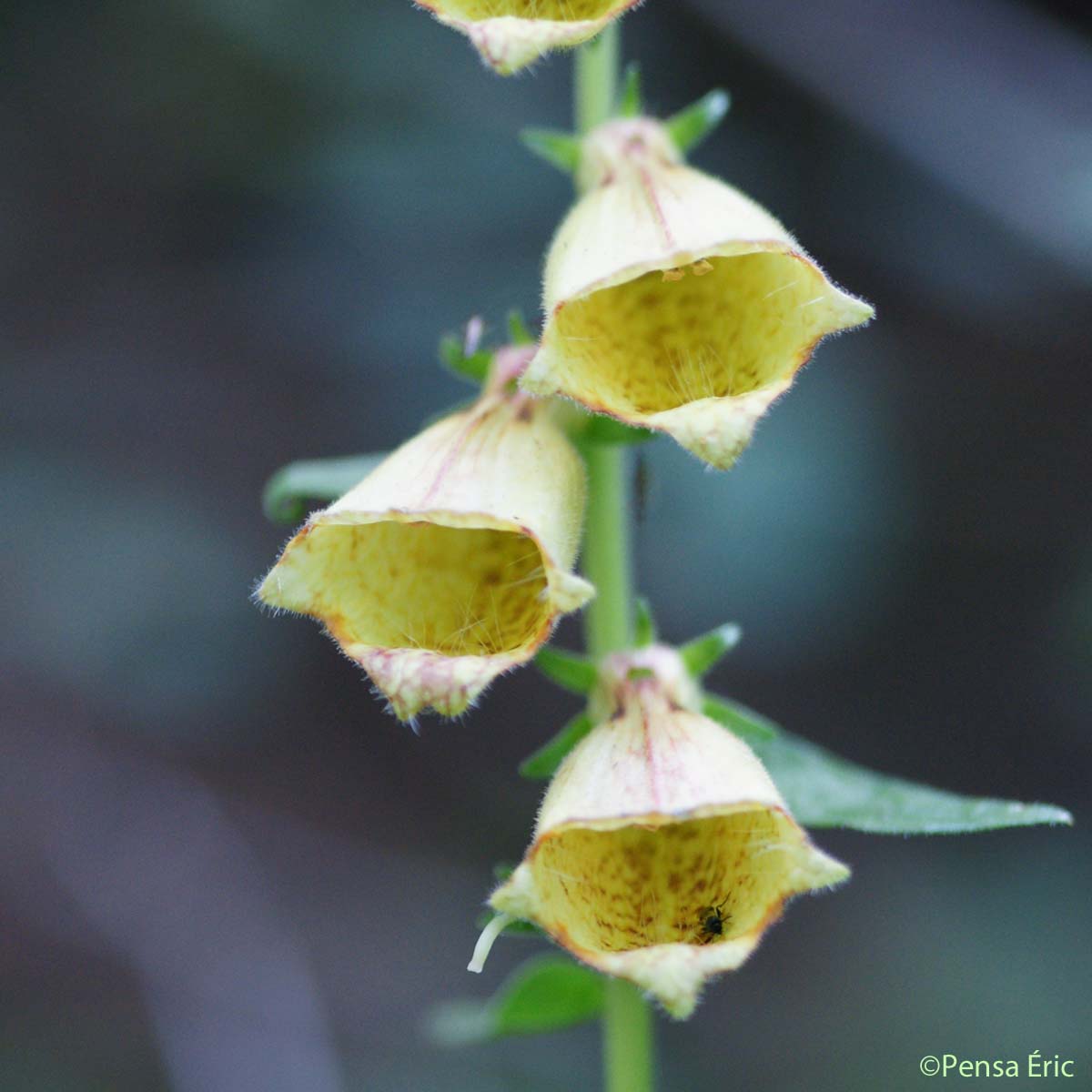 Digitale à grandes fleurs - Digitalis grandiflora