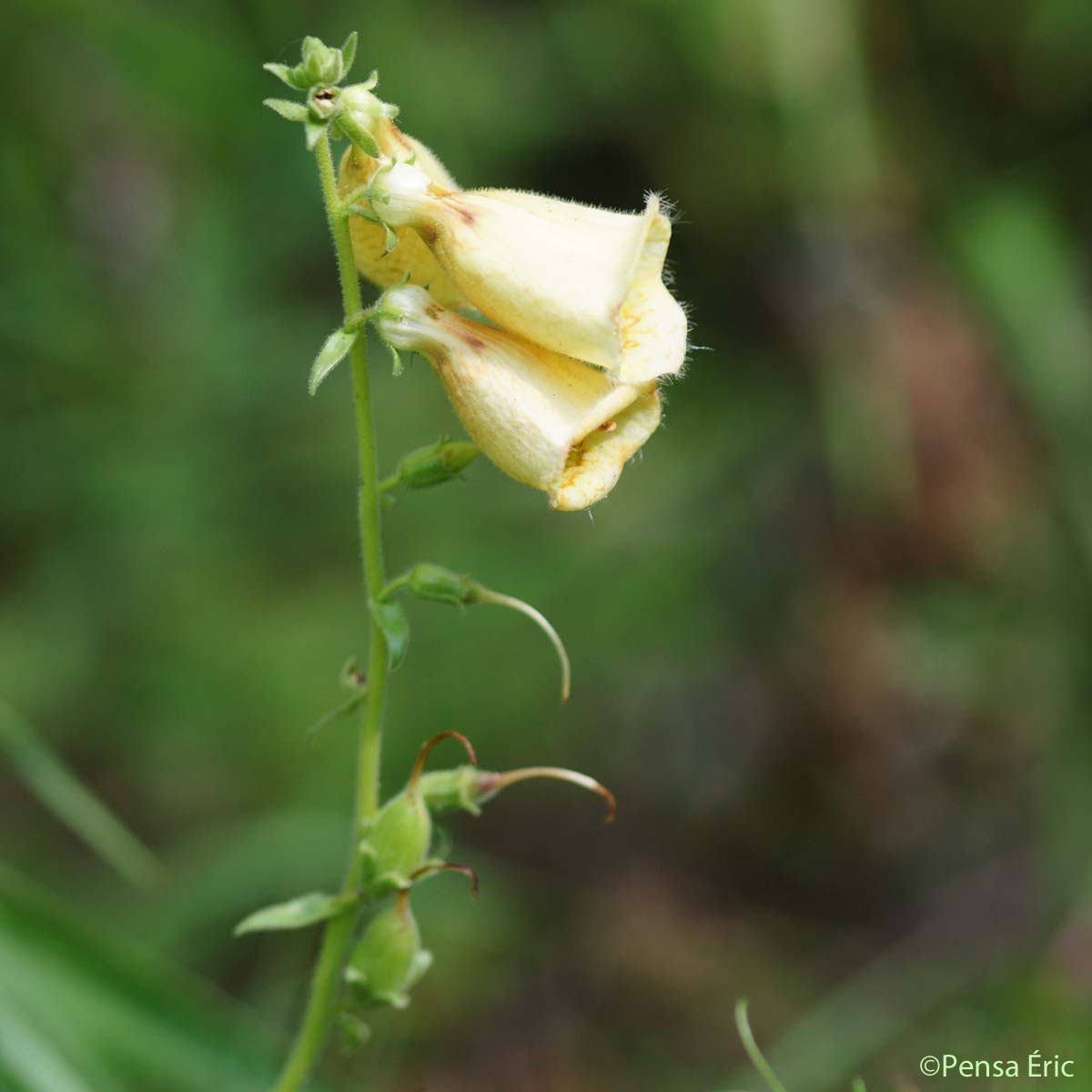 Digitale à grandes fleurs - Digitalis grandiflora