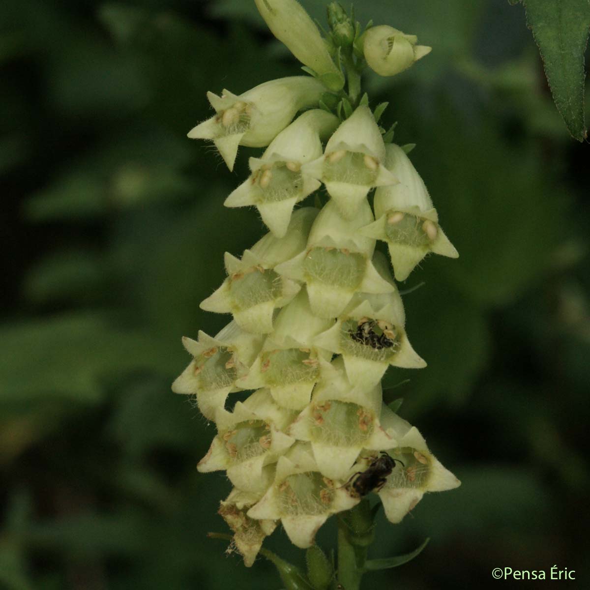 Digitale jaune - Digitalis lutea