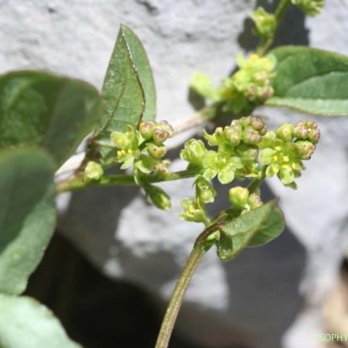 Dioscorée des Pyrénées - Dioscorea pyrenaica