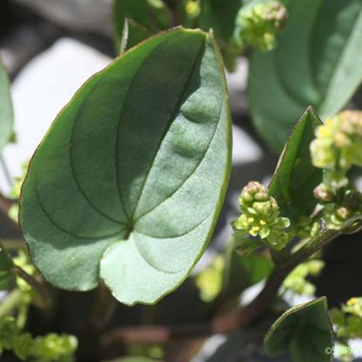 Dioscorée des Pyrénées - Dioscorea pyrenaica