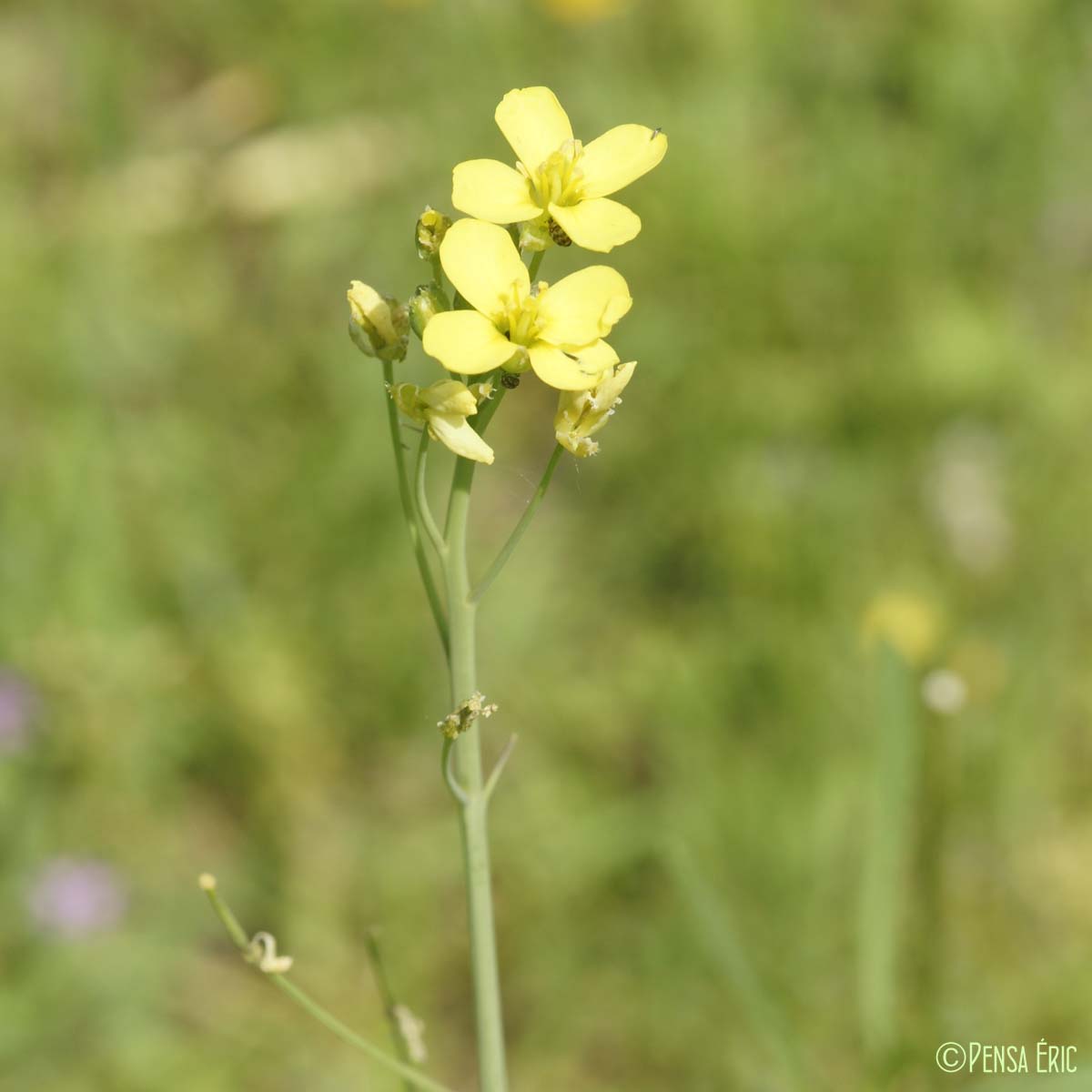 Diplotaxe à feuilles étroites - Diplotaxis tenuifolia