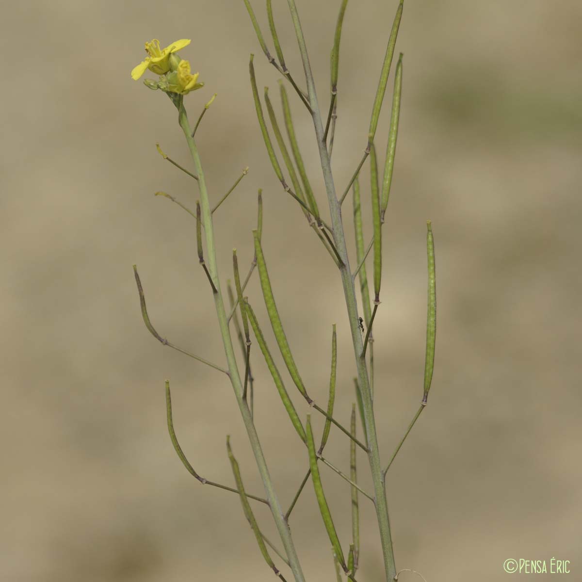 Diplotaxe à feuilles étroites - Diplotaxis tenuifolia