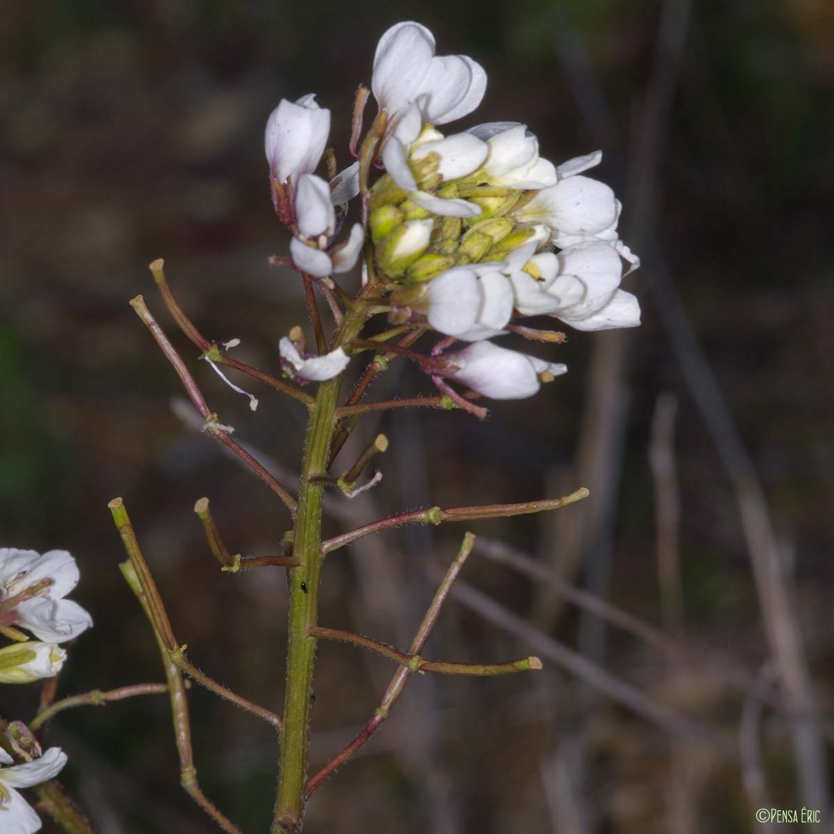 Diplotaxe fausse Roquette - Diplotaxis erucoides