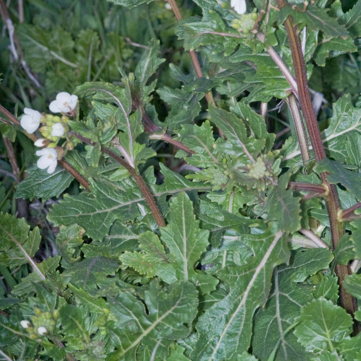 Diplotaxe fausse Roquette - Diplotaxis erucoides