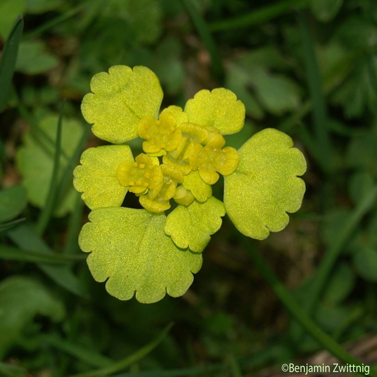 Dorine à feuilles alternes - Chrysosplenium alternifolium