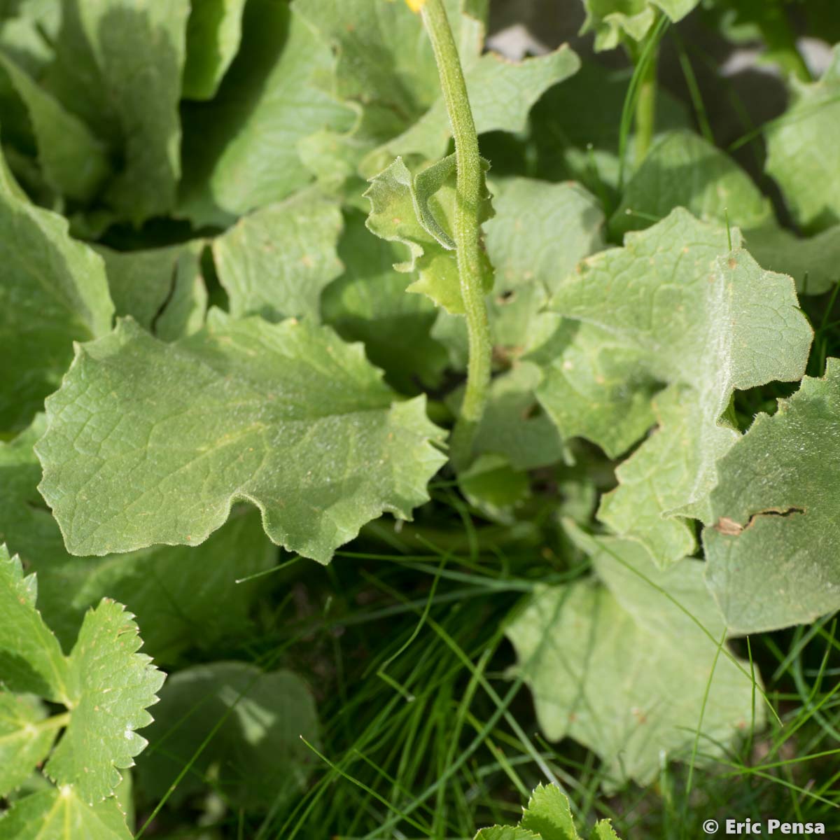 Doronic à grandes fleurs - Doronicum grandiflorum