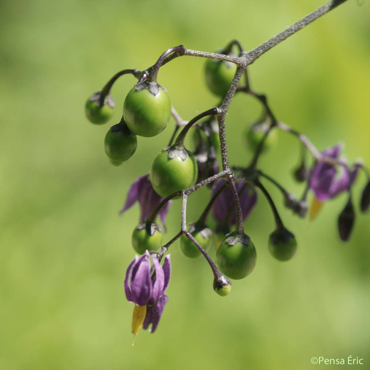 Douce-amère - Solanum dulcamara