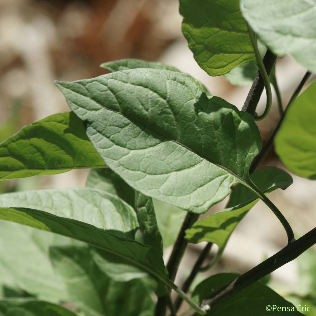 Douce-amère - Solanum dulcamara