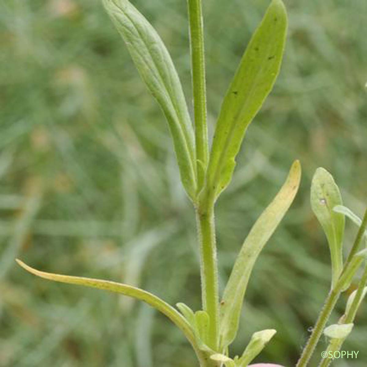 Doucette dentée - Valerianella dentata