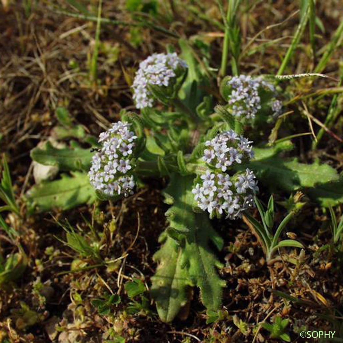 Doucette discoïde - Valerianella discoidea