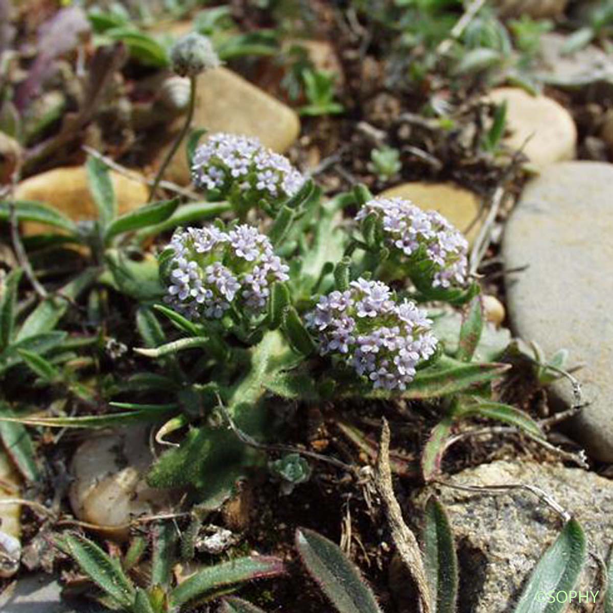 Doucette discoïde - Valerianella discoidea