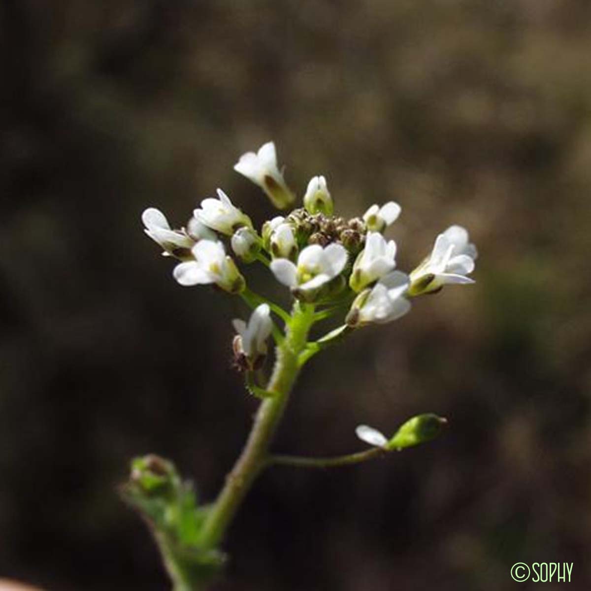 Drave des murailles - Draba muralis