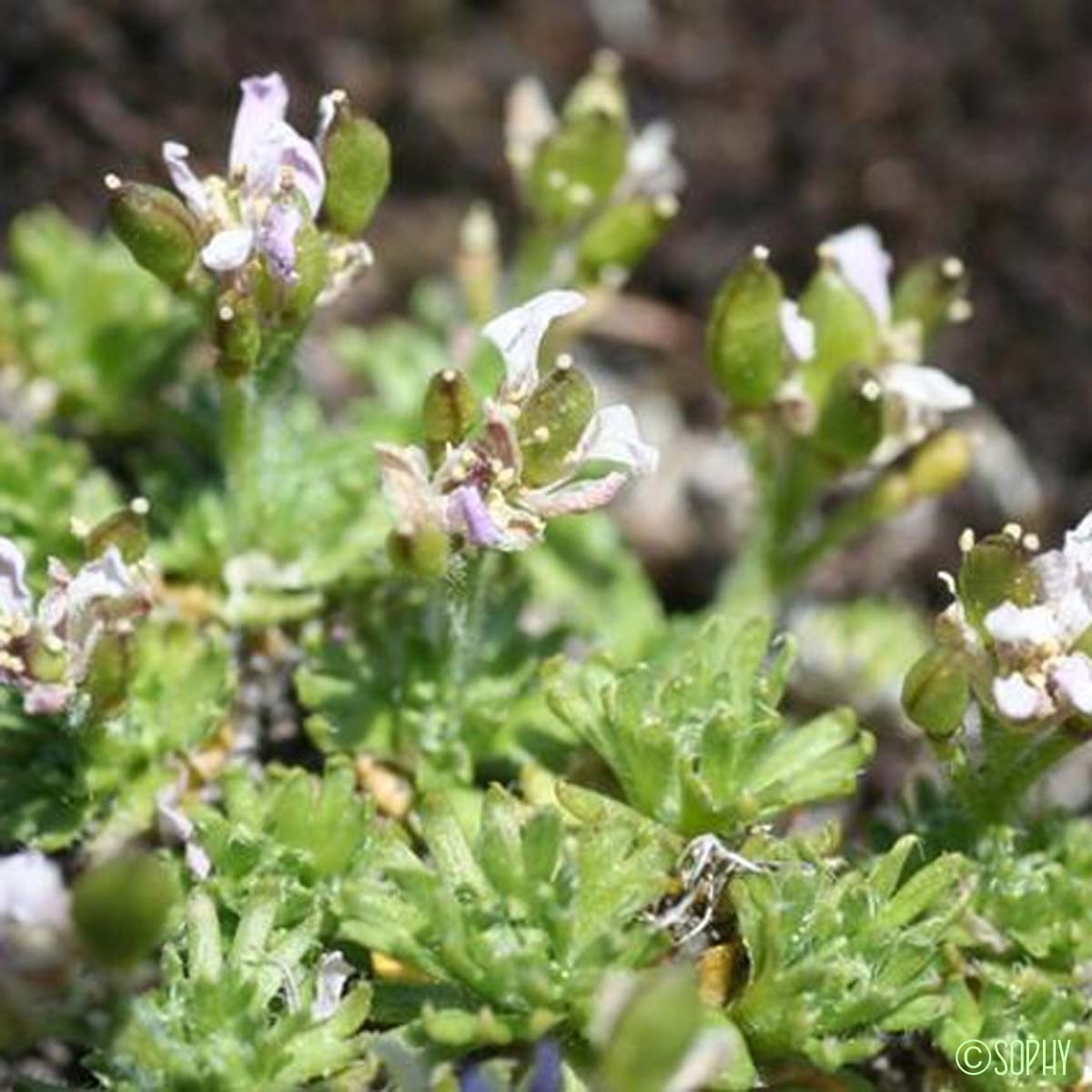 Drave des Pyrénées - Petrocallis pyrenaica