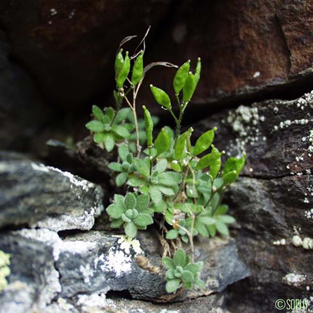 Drave douteuse - Draba dubia