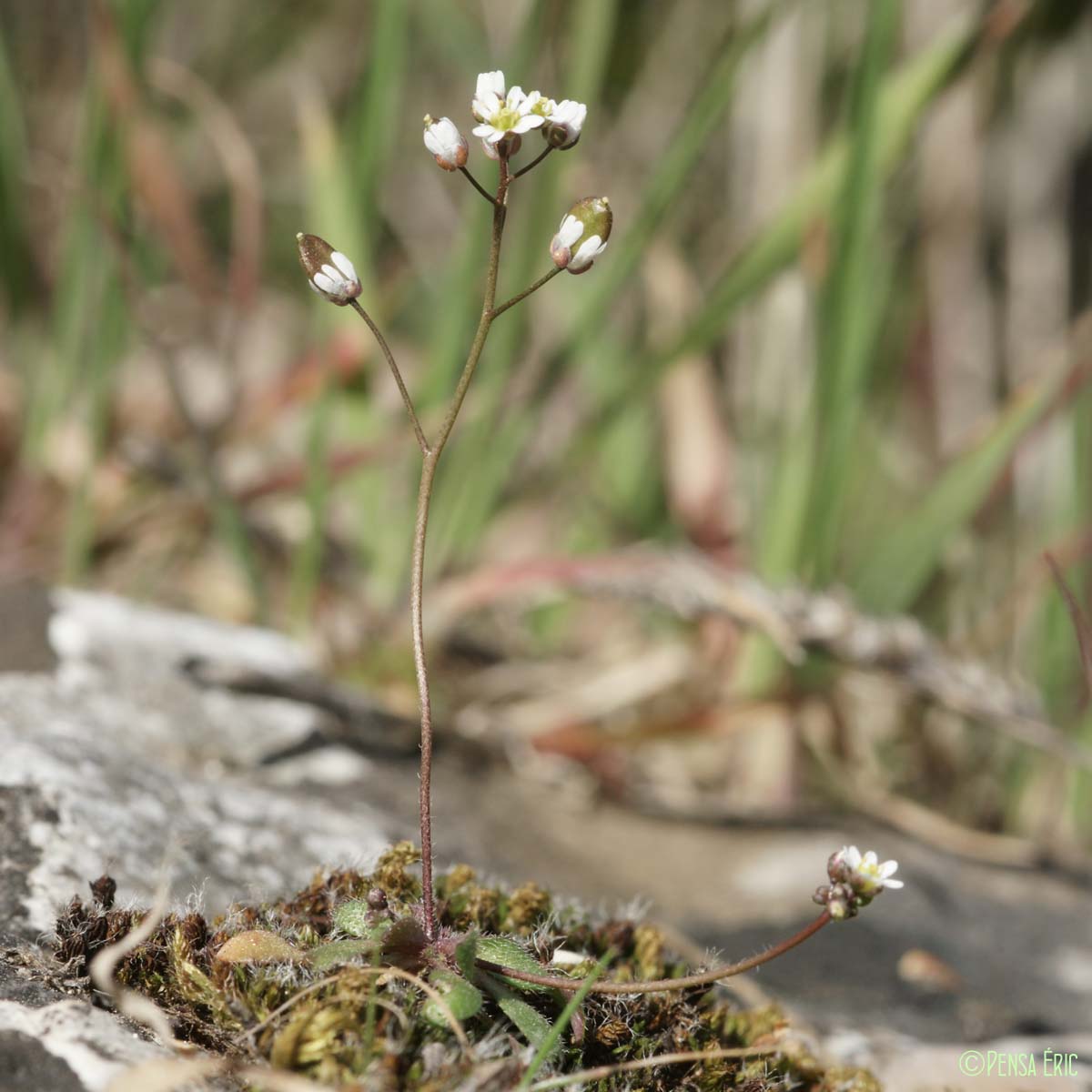 Drave printanière - Draba verna