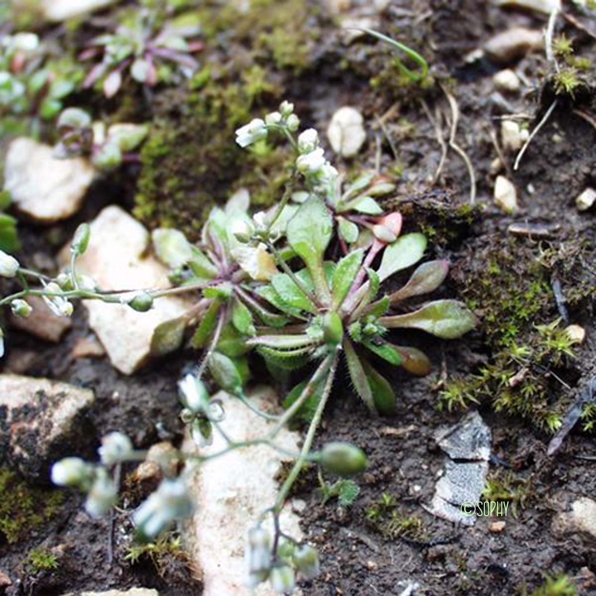 Drave printanière - Draba verna