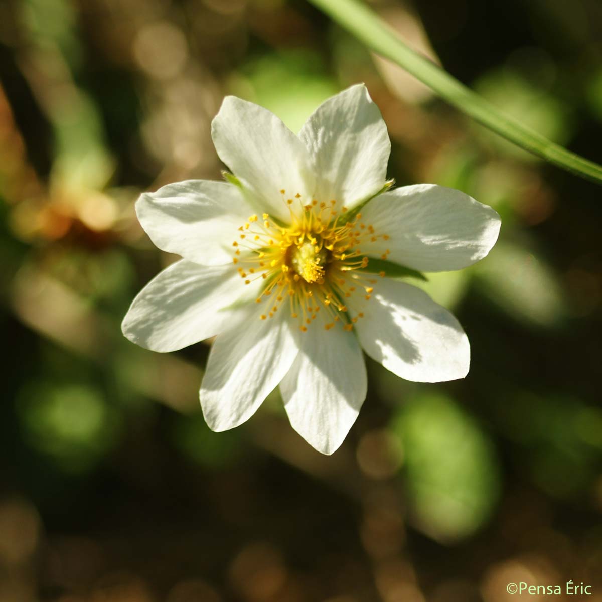 Dryade à huit pétales - Dryas octopetala