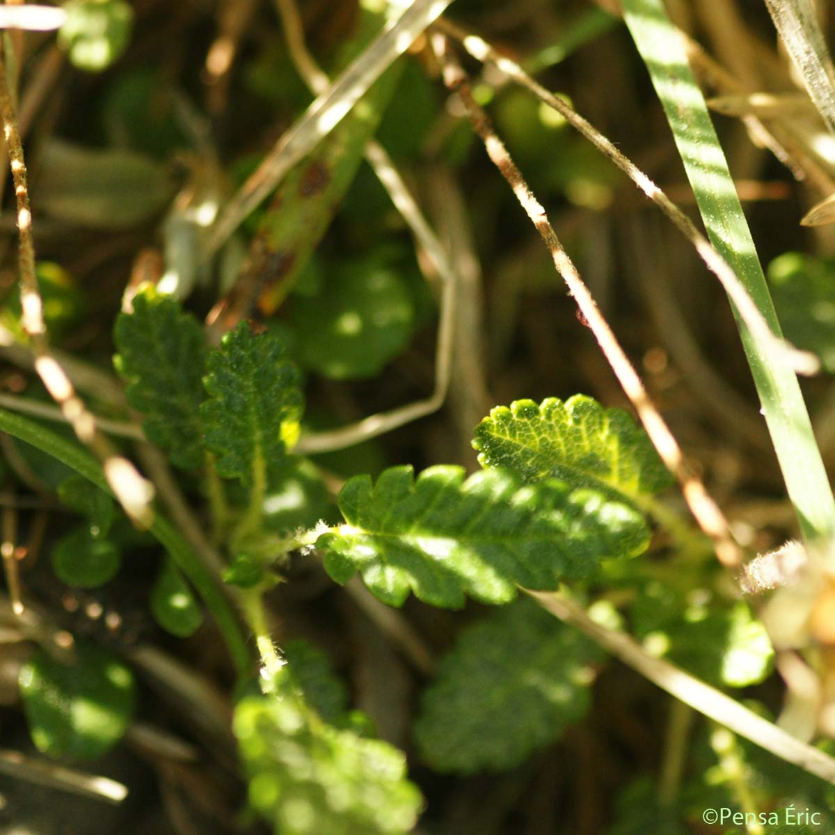 Dryade à huit pétales - Dryas octopetala