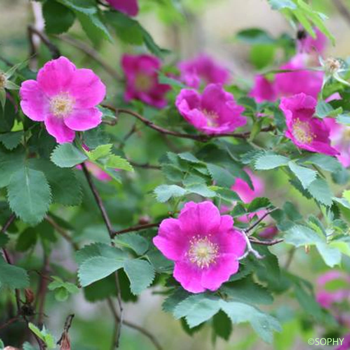 Églantier à fruits pendants - Rosa pendulina