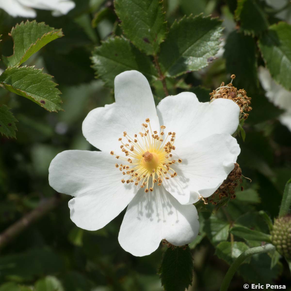 Églantier agreste - Rosa agrestis