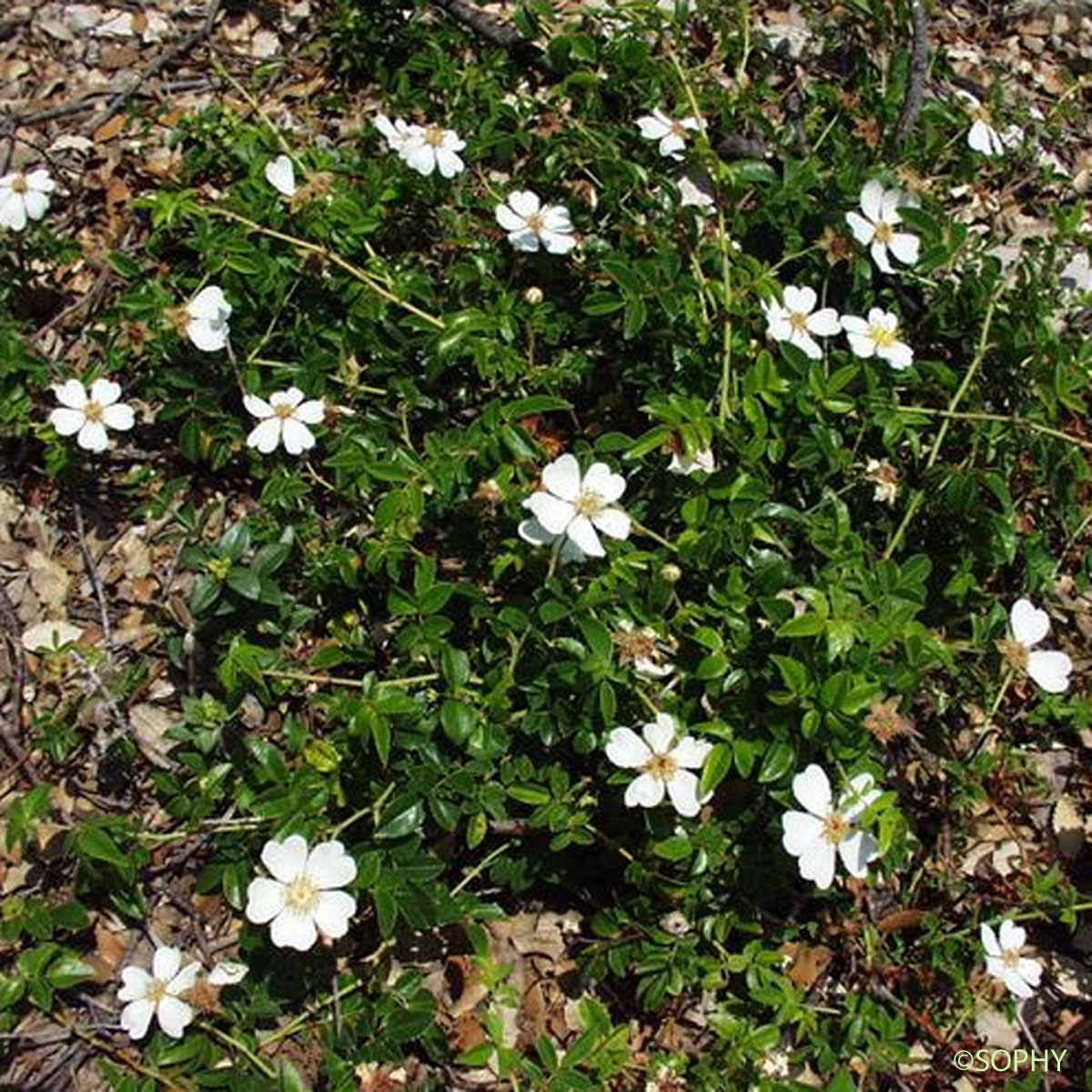 Églantier sempervirent - Rosa sempervirens