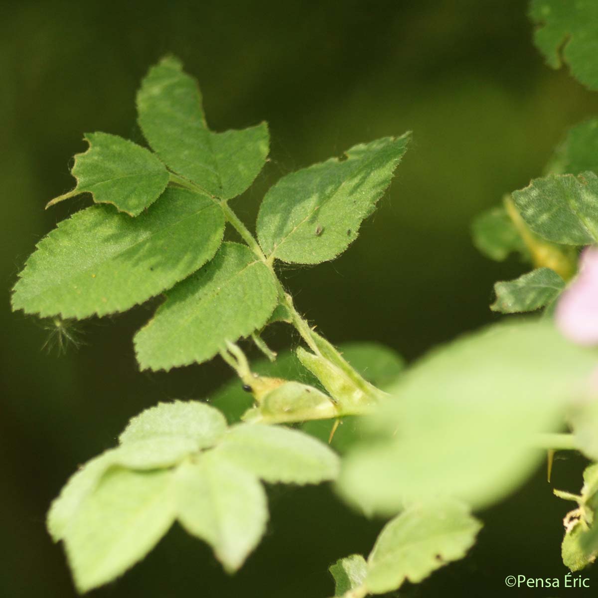 Églantier velu - Rosa villosa