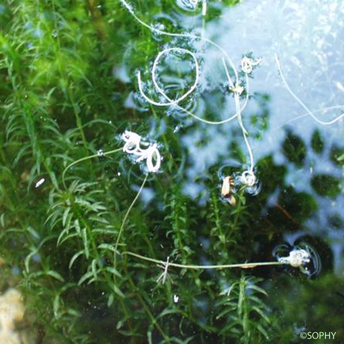 Élodée du Canada - Elodea canadensis