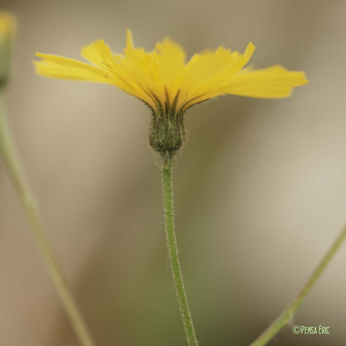 Épervière - Hieracium murorum