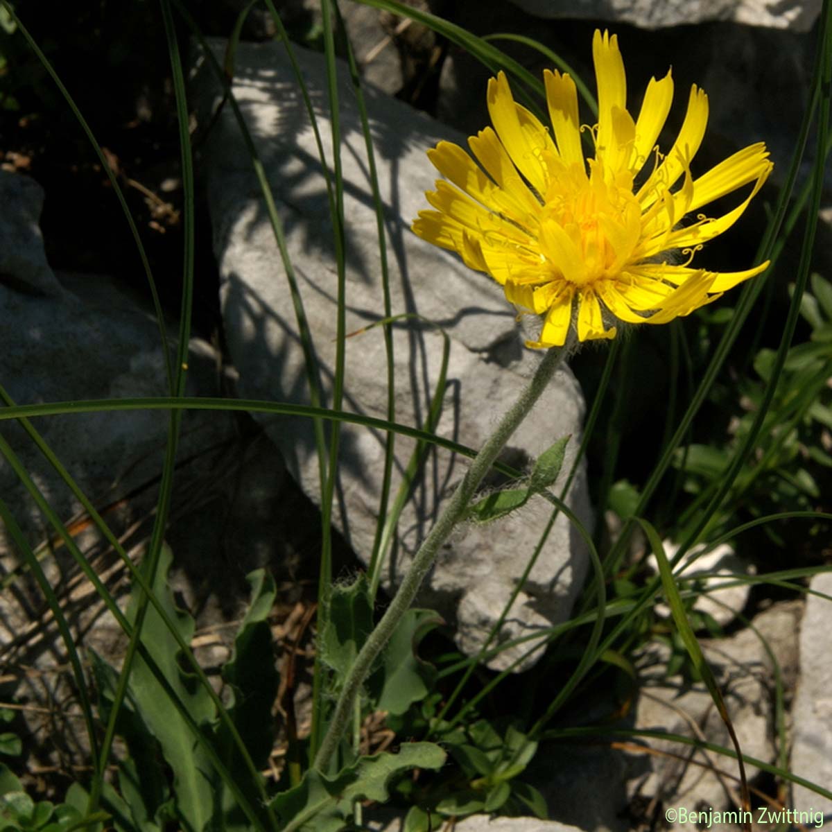 Épervière velue - Hieracium villosum