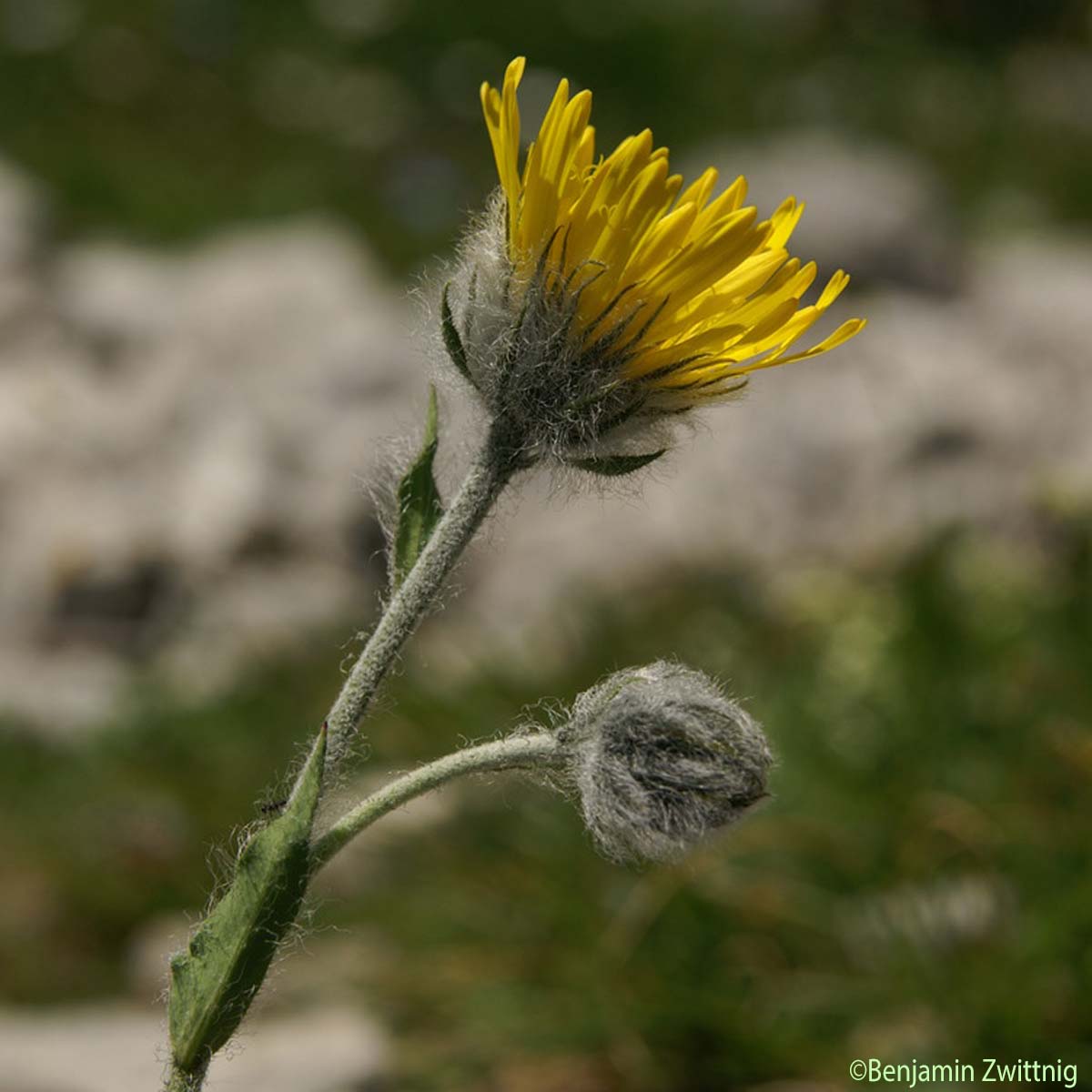 Épervière velue - Hieracium villosum