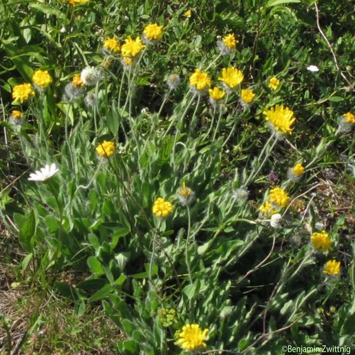 Épervière velue - Hieracium villosum