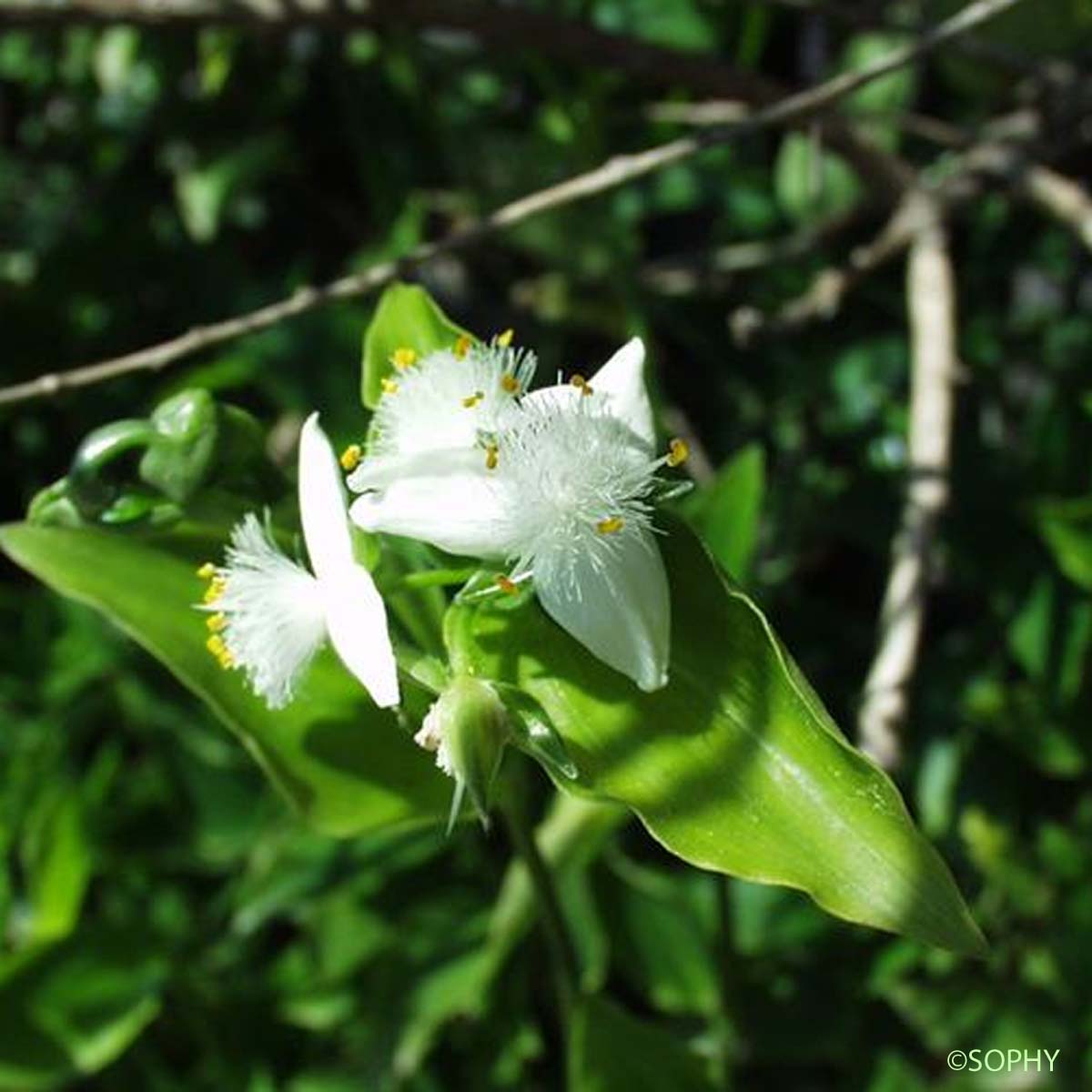 Éphémère de Rio - Tradescantia fluminensis