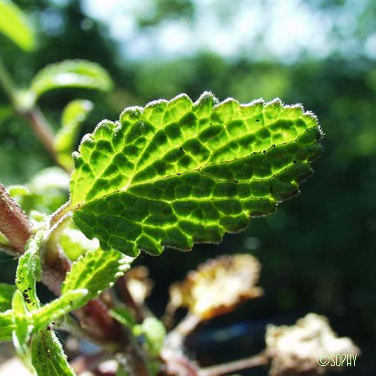 Épiaire annuelle - Stachys annua