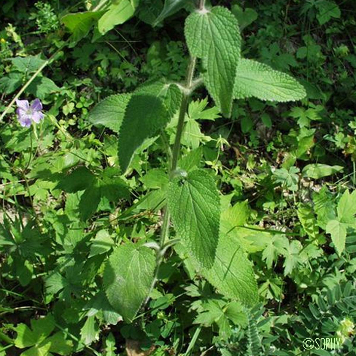 Épiaire d'Héraclée - Stachys heraclea