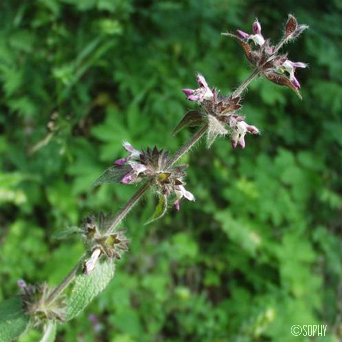 Épiaire d'Héraclée - Stachys heraclea